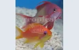 Lyretail Anthias - Male  x1 Lyretail Anthias - Female x3 - Marine World Aquatics