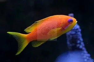 Lyretail Anthias (Pseudanthias squamipinnis) - Marine World Aquatics