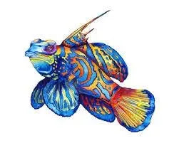 MANDARIN FISH (PTEROSYNCHIROPUS SPLENDIDUS) - Marine World Aquatics