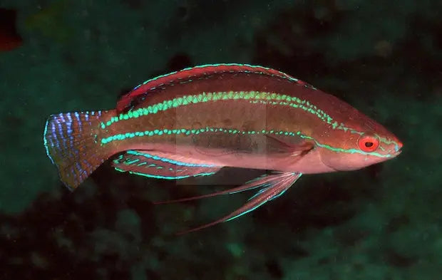 Maj. Dwarf Parrot - Coral Sea (Cirrhilabrus temminckii) - Marine World Aquatics