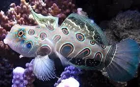 Mandarin Fish Green (Pterosynchiropus splendidus) - Marine World Aquatics