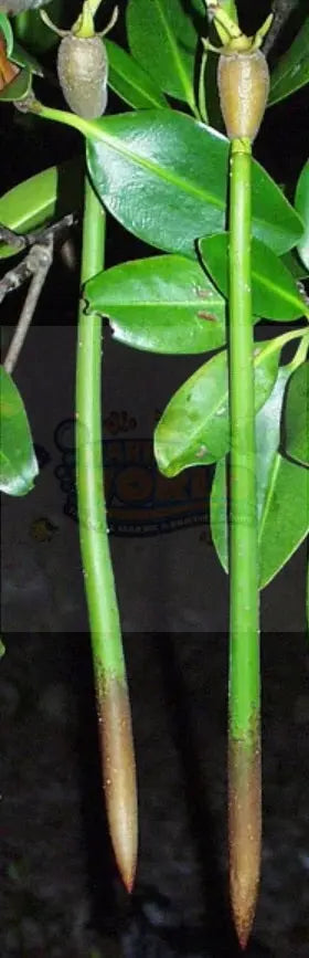 Mangrove - Per Stalk (Rhizophora spp.) - Marine World Aquatics