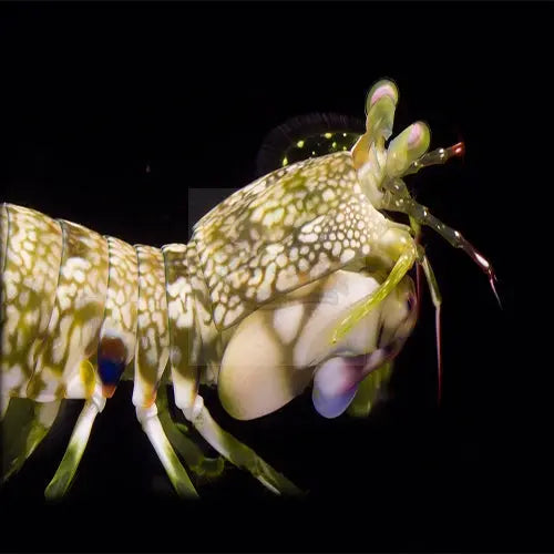 Mantis Shrimp  (Gonodactylus spp.) - Marine World Aquatics