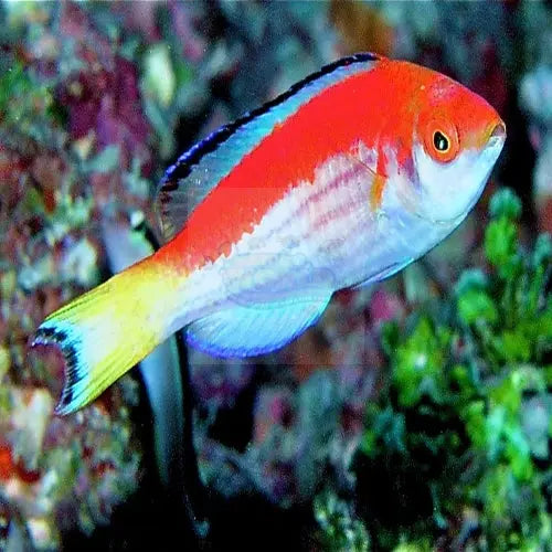 Marjorie's Dwarf Parrot (Cirrhilabrus marjorie) - Marine World Aquatics