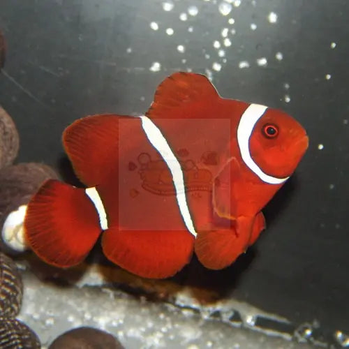 Maroon Clown (Premnas biaculeatus) - Marine World Aquatics