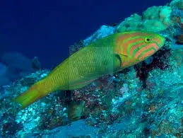 Marshall Island Wrasse (Thalassoma lutescens) - Marine World Aquatics