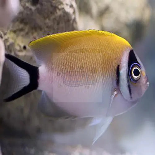 Masked Swallowtail Angel (Genicanthus semifasciatus) - Marine World Aquatics