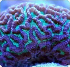 Maze Coral (Platgyra spp) - Marine World Aquatics