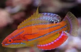 McCosker's Flasher Wrasse  (Paracheilinus mccoskeri) - Marine World Aquatics