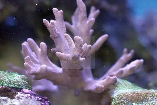 Medusa Coral (Sinularia flexibilis) - Marine World Aquatics