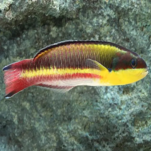 Mexican Wrasse (Thalassoma lucasanum) - Marine World Aquatics