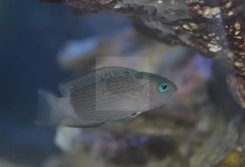 Midnight Pygmy Basslet (Manonichthys alleni) - Marine World Aquatics