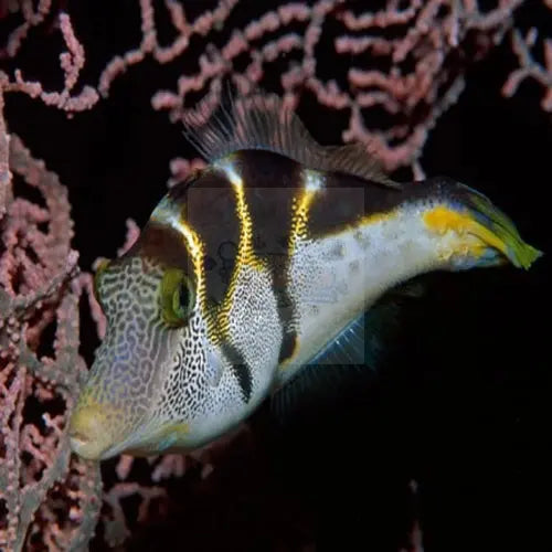 Mimic Filefish (Paraluteres prionurus) - Marine World Aquatics