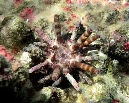 Mine Urchin - Red Banded (Eucidaris metularia) - Marine World Aquatics