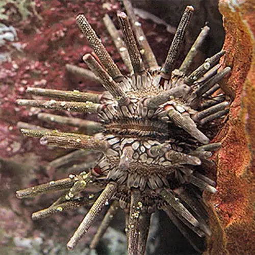 Mine Urchin (Eucidaris tribuloides) - Marine World Aquatics