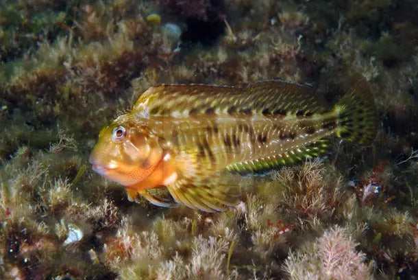 Molly Miller Blenny - (Scartella cristata) - Marine World Aquatics