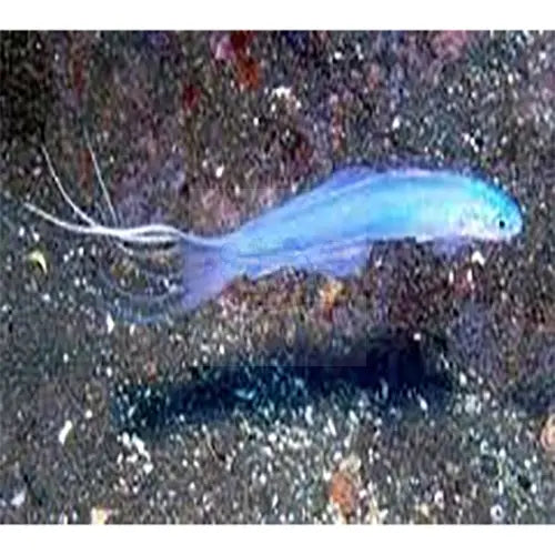 Monocle Blenny (Ecsenius bimaculatus) - Marine World Aquatics