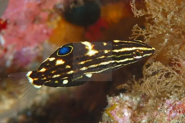 Monti Bug-Eating Wrasse (Halichoeres marginatus) - Marine World Aquatics