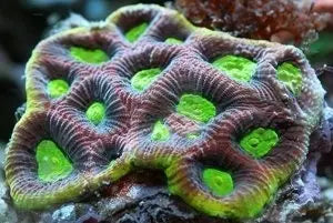 Moon Coral Sea (Gonlastrea spp) - Marine World Aquatics