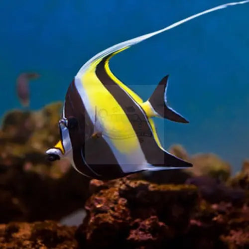 Moorish Idol (Zanclus canescens) - Marine World Aquatics