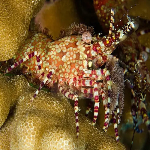 Mosaic Shrimp (Saron marmoratus) - Marine World Aquatics