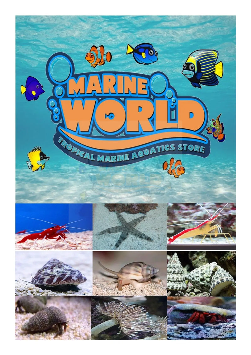 Multi Pack Clean Up Crew Box 2 - Marine World Aquatics