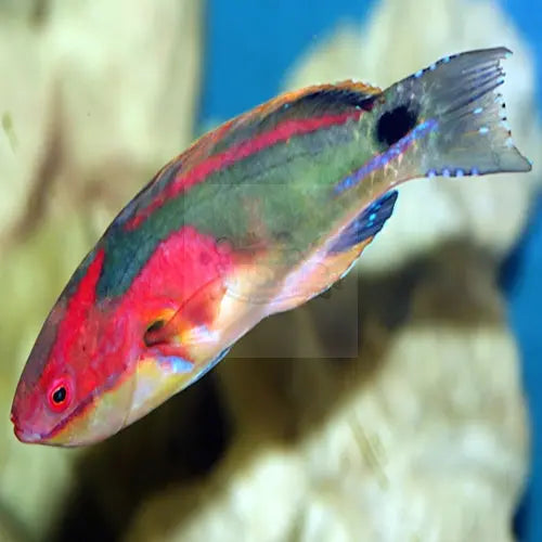 Multicolour Dwarf Parrot (Cirrhilabrus exquisitus) - Marine World Aquatics