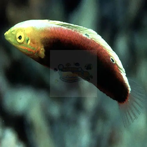 Multicolour Wrasse (Halichoeres iridis) - Marine World Aquatics