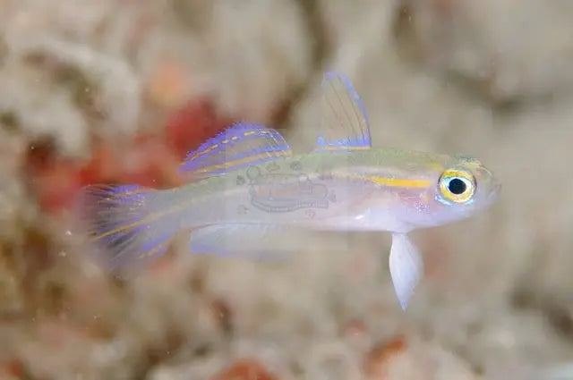 Nano Goby - Blue Eye (Tryssogobius colini) - Marine World Aquatics