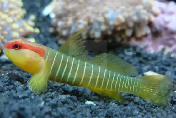 Nano Goby - Christmas (Elacatinus multifasciatus) - Marine World Aquatics