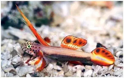 Nano Goby - Hi Fin (Discordipinna griessingeri) - Marine World Aquatics