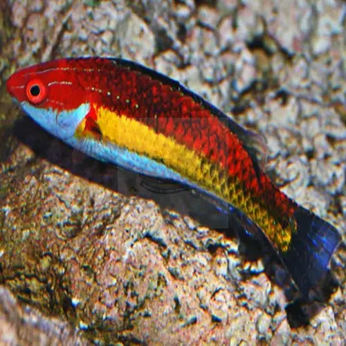 Naoko's Dwarf Parrot (Cirrhilabrus naokoae) - Marine World Aquatics