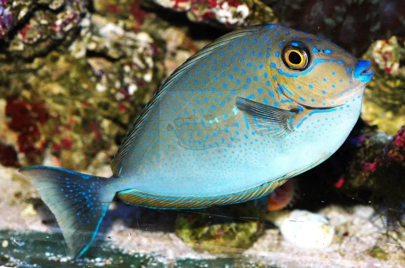 Naso - Blue Spot (Naso vlamingi) - Marine World Aquatics