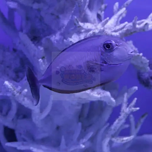 Naso - Unicorn Blue (Naso brevirostris) - Marine World Aquatics