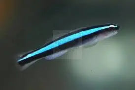 Neon Goby - Blue (Elacatinus oceanops) - Marine World Aquatics