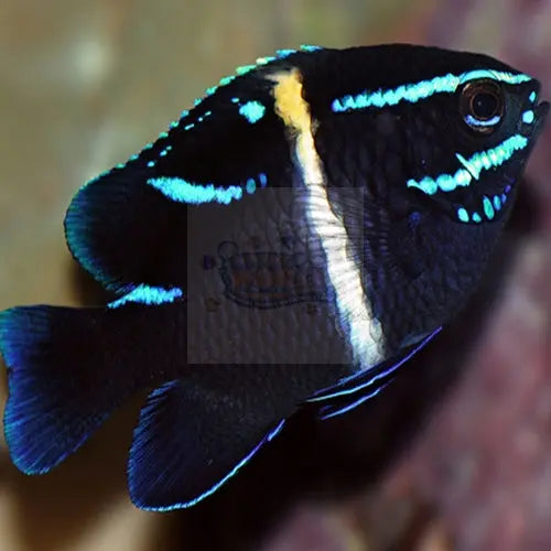 Neon Velvet Damsel (Neogylphidodon oxyodon) - Marine World Aquatics