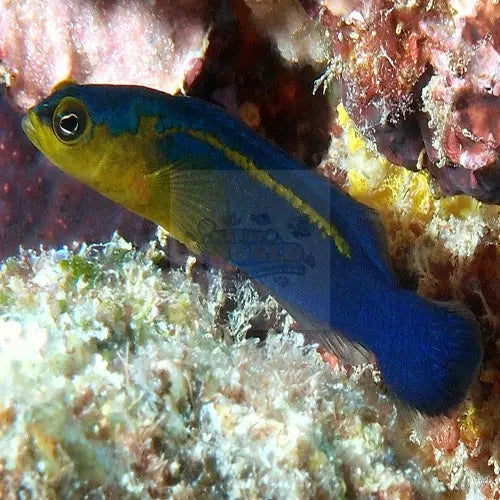 Olive Head Pygmy Basslet (Pseudochromis cyanotaenia) - Marine World Aquatics