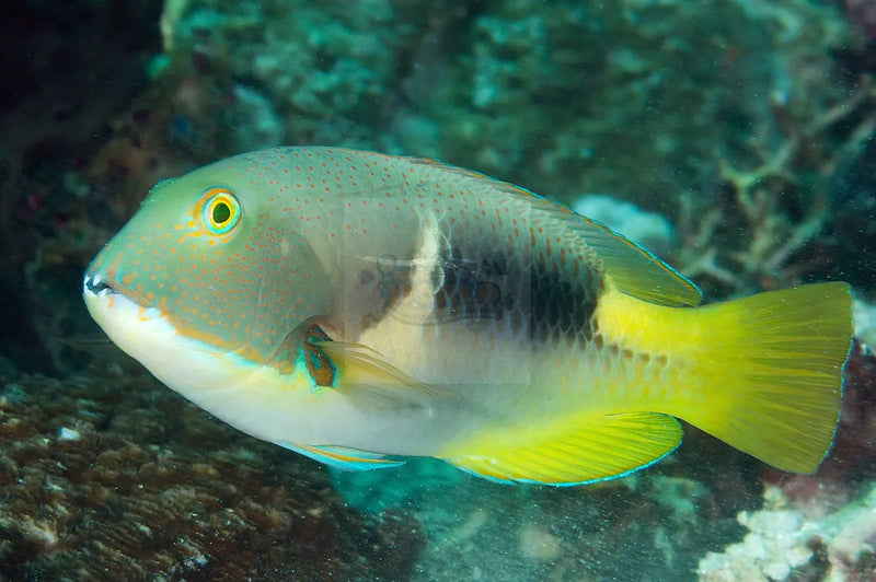 Orange Cheek Tuskfish (Choereodon anchorago) - Marine World Aquatics