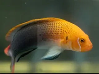 Orange Head Basslet (Pseudochromis steenei) - Marine World Aquatics