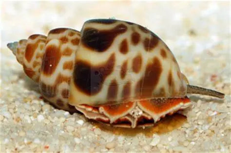 Orange Marble Snail (Babylonia formosae) - Marine World Aquatics