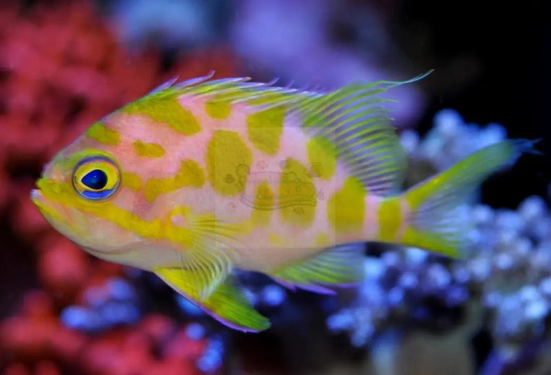 Orange Spot Anthias -(Odontanthias borbonius) - Marine World Aquatics