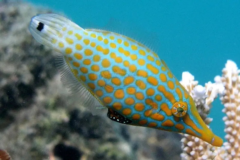 Orange Spot Filefish - Fiji (Oxymonacanthus longirostris) - Marine World Aquatics