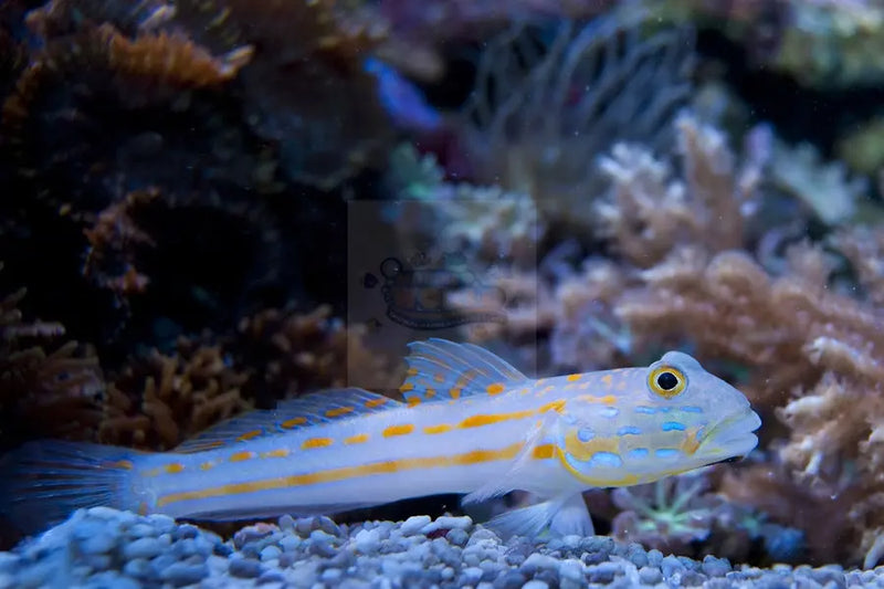 Orange Spot Goby (Valenciennea puellaris) - Marine World Aquatics