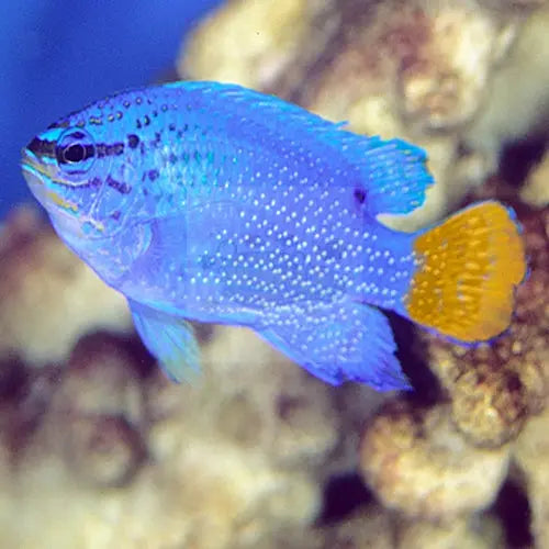 Orange Tail Damsel (Chrysiptera cyanea) - Marine World Aquatics