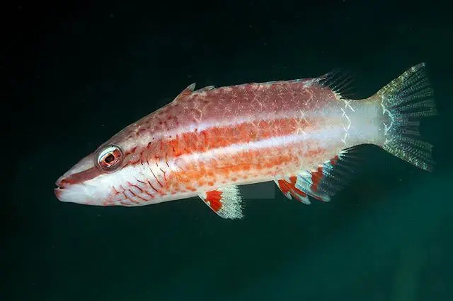 Oriental Maori (Oxycheilinus orientalis) - Marine World Aquatics