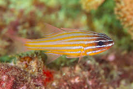 Cardinal - Gold Line Melanesia Ostorhinchus cyanosoma