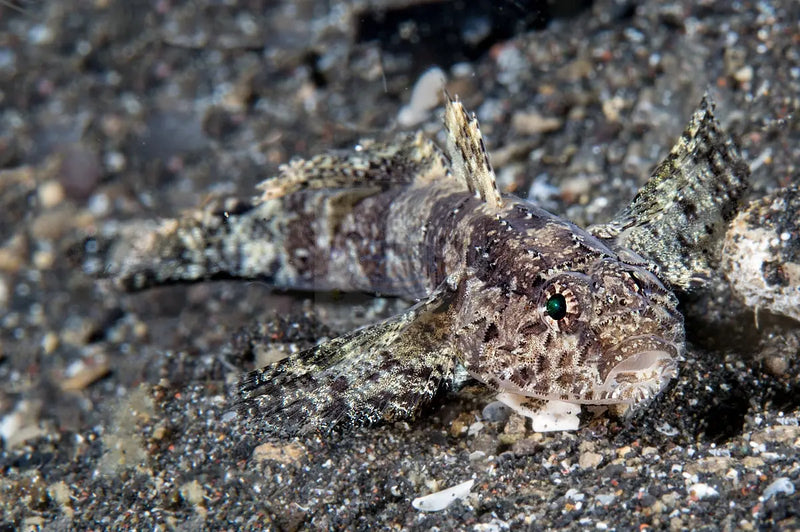 Paddlefin Goby (Callogobius hasseltii) - Marine World Aquatics