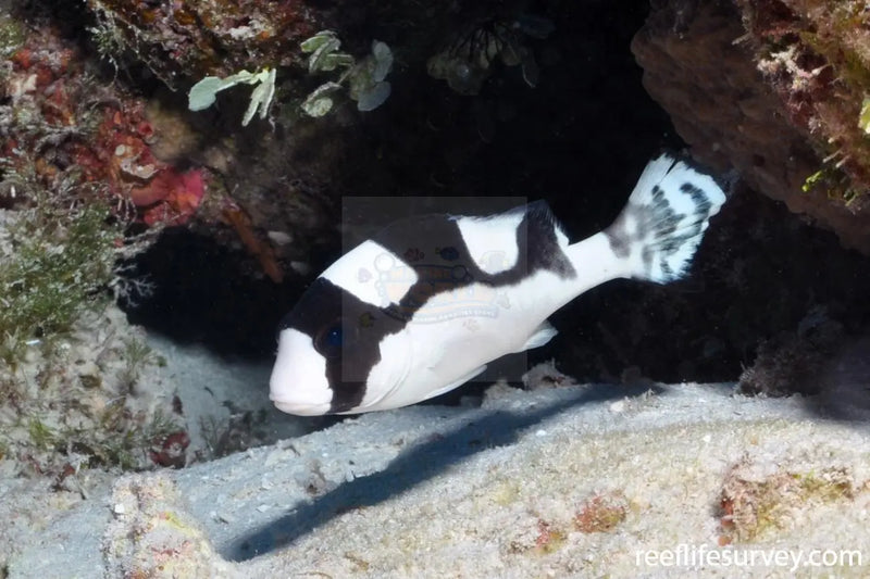 Panda Sweetlips (Plectorhinchus picus) - Marine World Aquatics