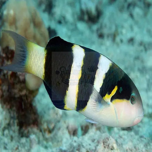 Panda Wrasse (Thalassoma jansenii) - Marine World Aquatics