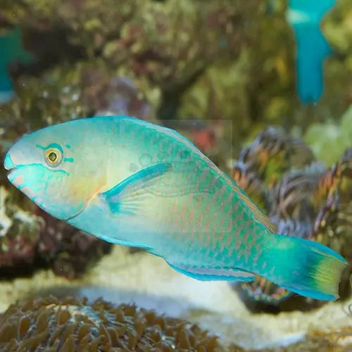 Parrot - Green (Scarus spp.) - Marine World Aquatics